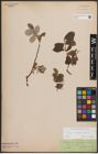 Foto von Salix caprea L. x Salix repens L.